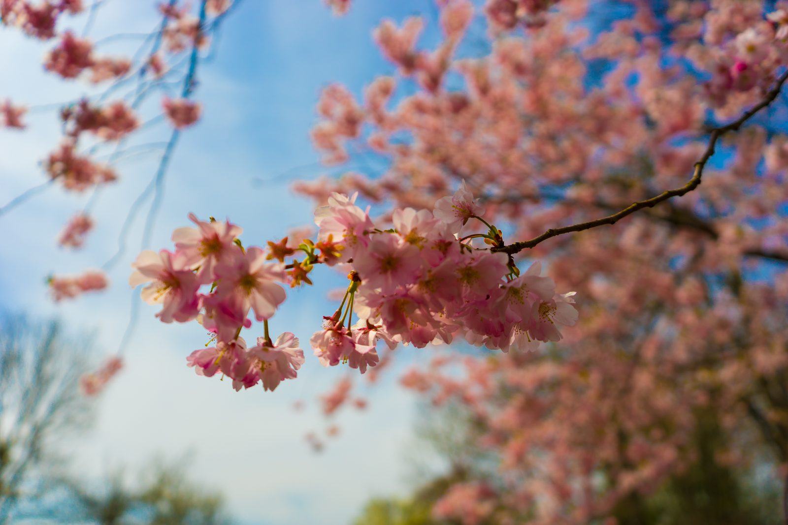 Close-up of pink cherry blossoms against a blue sky
