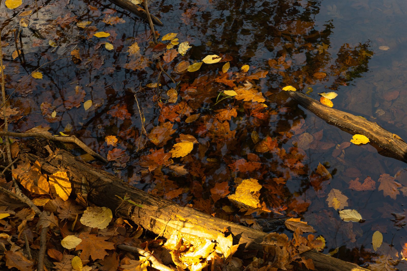 Fallen leaves floating on dark water beside a sunlit log