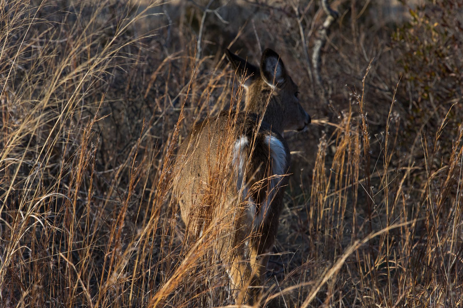 A white-tailed deer half-hidden in tall golden grass, looking to the side