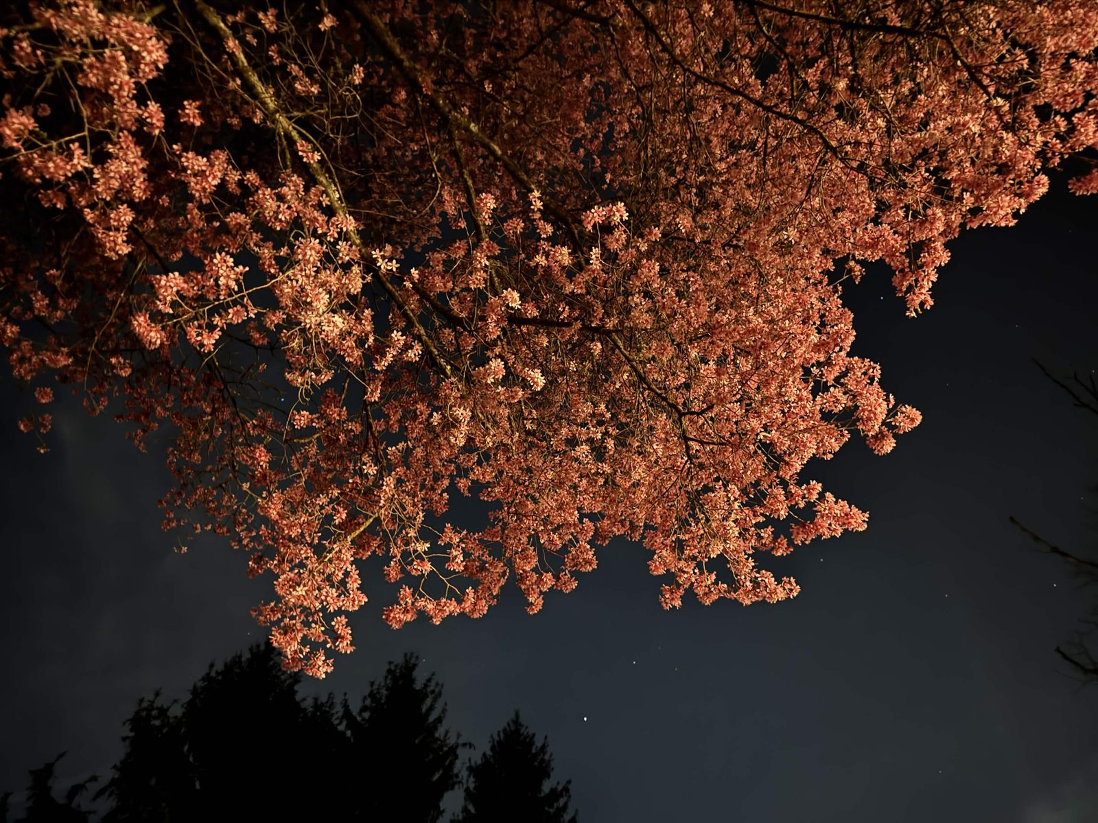 A cherry tree in bloom, lit from below against a dark night sky